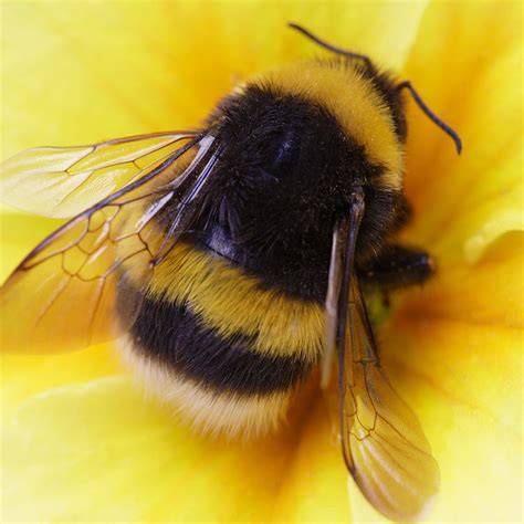 Bumblebee bumblebee bumblebee bumblebee bumblebee bumblebee bumblebee bumblebee